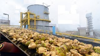 Beautiful Modern Technology Factory  Sugar Beet Processing Plant Automatic  Sugar Factory [upl. by An806]