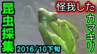 【カマキリ】 昆虫採集 2016年10月下旬 その① 【閲覧注意】 [upl. by Nirihs]