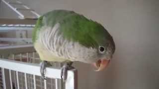 Kiki the talking quaker parrot [upl. by Aceissej]