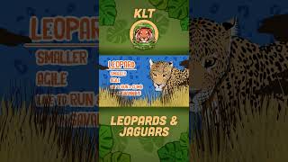 Leopards Are Smaller Than Jaguars  KLT WILD shorts [upl. by Asilrac]