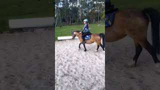 Binnnddeenm song equestrian music funny cute [upl. by Anina]