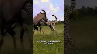 Clever antelope drives away cheetahs Amazing animals are here Animal World Highlights of Anim [upl. by Mosenthal]