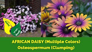 AFRICAN DAISY Clumping  Osteospermum  Multiple Colors Available [upl. by Donelu35]