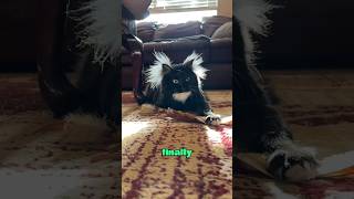 White haired cat heartwarming animals cuteanimal cute [upl. by Dolli]