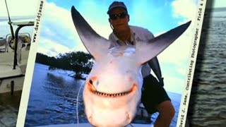 Florida Everglades Fishing for Bull Sharks with Live Bait [upl. by Cchaddie]