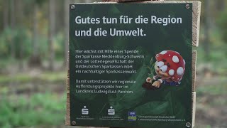 1500 Bäume für Domsühl Sparkassenwald im Landkreis LudwigslustParchim [upl. by Sammons910]