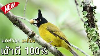 นกปรอดเหลืองหัวจุก เสียงดี Blackcrested Bulbul ใช้ต่อ เข้าดี 100 [upl. by Gwenneth]