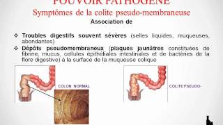 Clostridium difficile [upl. by Alarice]