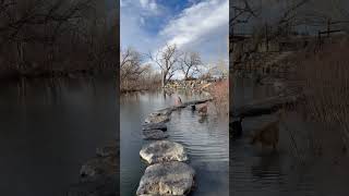 Colorado Days💚 colorado love dog dogs puppy hike play swim short shorts newvideo nature [upl. by Ihc]