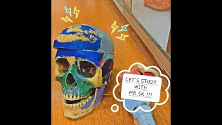 SKULL ANATOMY  NORMAS FORAMEN CRANIAL FOSSAVEINOUS DRAINAGE amp CRANIOMETRIC POINTS [upl. by Aneertak564]