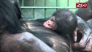 NEW BABY BONOBO JUST IN TIME FOR THE NEW YEAR [upl. by Hassett]