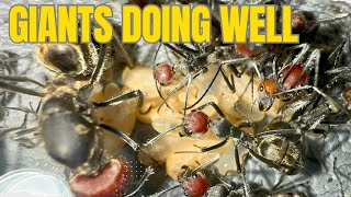 2 Giant Carpenter Ant Updates  Camponotus singularis update [upl. by Elletsirk]