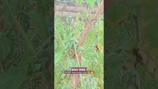 Ek jawani Teri ek jawani hindi song nature village life you tube short [upl. by Bubb]