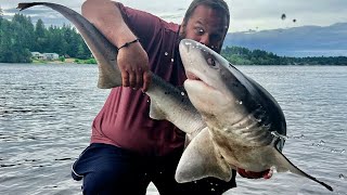 Almost Bit by a Shark in Puget Sound Seven Gill Shark [upl. by Nuaj]