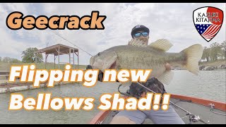 Bellows Shad  Flipping Shallow Catching a Giant Bass in Texas [upl. by Aicilanna]