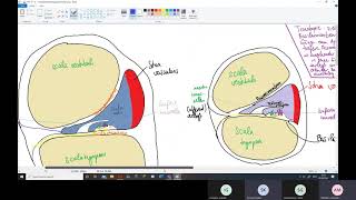 Physiologie Ohr 2 – Innenohr Cochlea Endolymphe CortiOrgan [upl. by Agler]