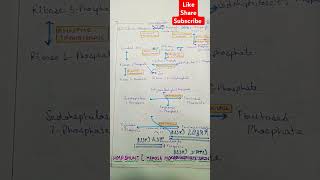 ShortsHMP shunthexose monophosphate shunt bio 🌎 [upl. by Ennayrb]