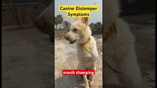 Canine Distemper Symptoms [upl. by Fiore]