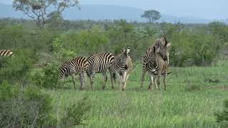 Kruger National Park South Africa [upl. by Haek]