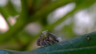 Acanalonia conica planthopper nymph [upl. by Treblih]