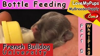 Bo Peeps Journey Bottle Feeding Puppies With Goats Milk [upl. by Humbert]