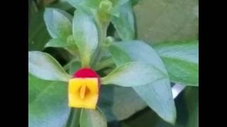 Candy Corn Vine [upl. by Vinn]