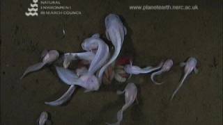 Underwater footage of Hadal Snailfish [upl. by Caputo]