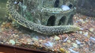 Freshwater Tiger Moray Eels  Feeding Video Gymnothorax polyuranodon [upl. by Telocin]