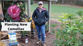 Planting New Camellias  Gardening with Creekside [upl. by Halladba]