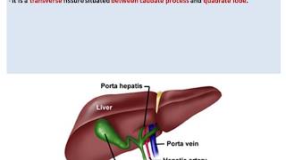 Anatomy of the Liver  Dr Ahmed Farid [upl. by Higginbotham874]