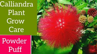 खूबसूरत Calliandra प्लांट कैसे ग्रो करे ।। Calliandra plant ।। Powder Puff plant grow and care।। [upl. by Anetsirk]