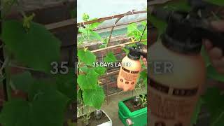 Technology for growing melons from recycled plastic bottles plasticbottlegardenideas recycling [upl. by Onitnas]