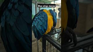 Macaw birdviralvideo viralshorts pets youtubeshorts views trending animals [upl. by Annice747]