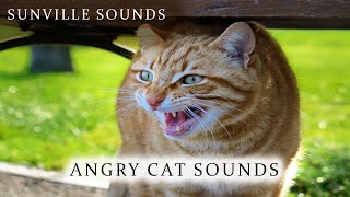 Angry Cat Sound  Scary  Animal Sounds with Peter Baeten [upl. by Nelyag]