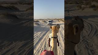 Qatar Desert  Camel walk  Rizwan Majeed [upl. by Enyamart]