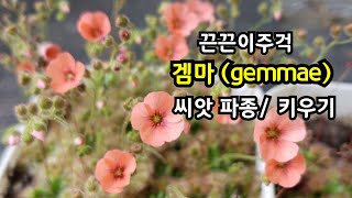 꽃이 예쁜 끈끈이주걱 겜마 gemmae 씨앗 파종 관리 [upl. by Astto]