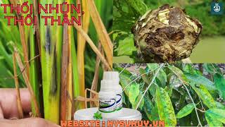 THUỐC TRỪ BỆNH ELCARIN 05SL – TRỊ THỐI THÂN THỐI CỔ RỄ 0776400038 elcarin05sl [upl. by Ez]