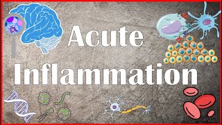 Acute Inflammation  Definition Pathogenesis Causes Mediators Morphology Exudate and Transudate [upl. by Frangos310]