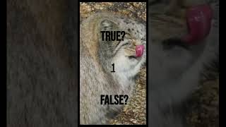 Is this fact True or False  Pallas Cat 😺 [upl. by Nishom]