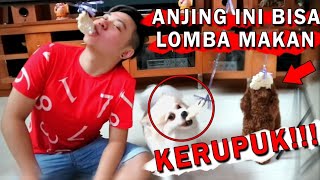 LOMBA 17an Sama ANJING GW OLAF NGAKAK [upl. by Aihselat]