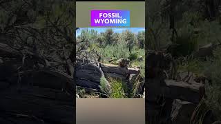 Collapsed 1800s Ghost Town Barn in Fossil Wyoming [upl. by Tipton]