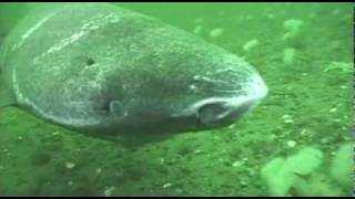 Greenland shark in the St Lawrence Estuary [upl. by Haek]