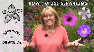 How to Use Geraniums in the Garden amp the Best Ones  Quick amp Easy Guide [upl. by Baryram296]