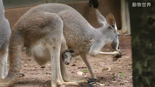 Kangaroo mother and children\袋鼠媽媽和她的孩子 [upl. by Wilder394]