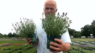 Lavandula angustifolia Blue Scent [upl. by Eserrehs]