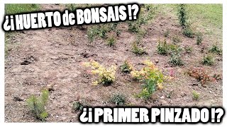 Pinzando mi Huerto de BONSAÍS D [upl. by Ferneau]