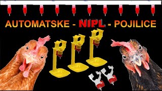 Automatske pojilice za zivinu  japanske prepelice  pilice  fazane  koke nosilje [upl. by Isolde]