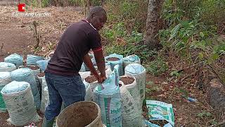 How to bag poultry chicken manure in Nigeria [upl. by Fortin]