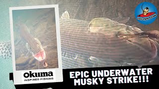 Epic Underwater Footage Musky Follow and Strike fishing bassfishing musky [upl. by Noirb482]