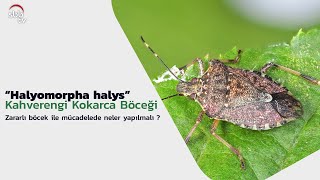 Kahverengi Kokarca Böceği Halyomorpha Halys İle Mücadelede Neler Yapılmalıdır [upl. by Ahseneuq938]